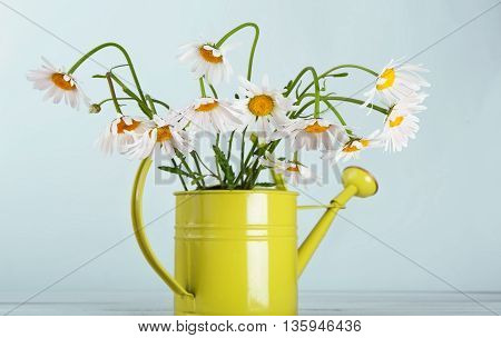Beautiful daisies bouquet in green watering can at blue background. Flower in vase. Natural camomile closeup.