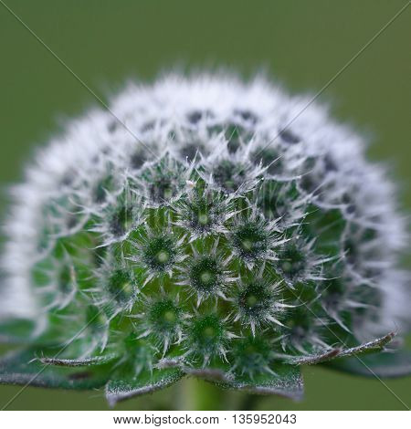 Bushy flower inflorescence knautia. Close-up. blurred background