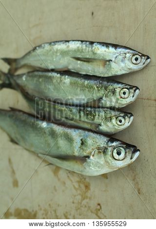 the freshly caught fish sabrefish close to