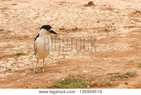 Black-crowned night heron is one of those cool birds who feed of the fish in the lake.