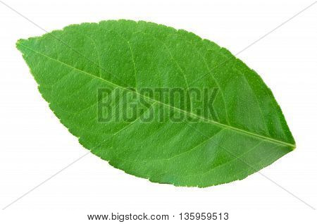 Orange leaf isolated on a white background with clipping path