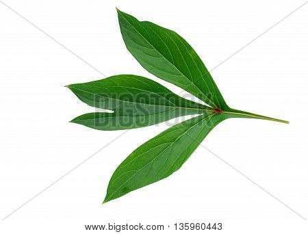 Botanical peony leaf isolated on white background