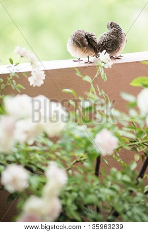 Lover dove grooming togather with sweet rose nature background.