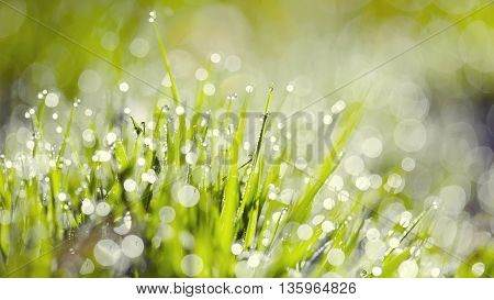 Abstract background from a wet grass in dew drops