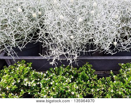 Nordic style decorative plants. Calocephalus Brownii also knows as Silver Bush.