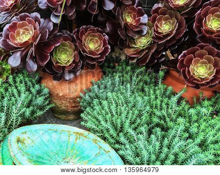 Beautiful succulent plants in clay pots. Aeonium Black Rose.