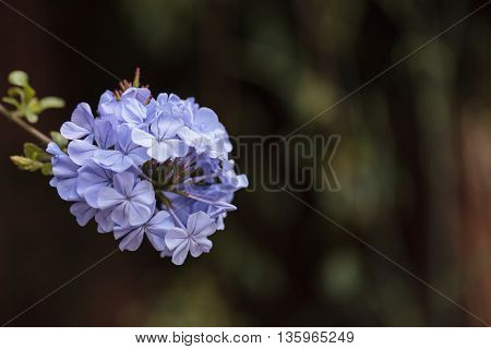 Blue flowers of Petrea volubilis, also called the sandpaper vine, which is an evergreen flowering vine native to Mexico and Central America.