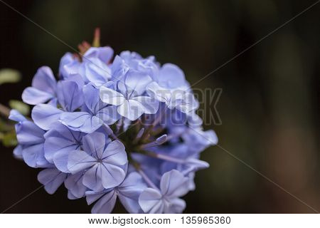 Blue flowers of Petrea volubilis, also called the sandpaper vine, which is an evergreen flowering vine native to Mexico and Central America.