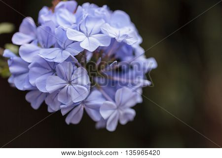 Blue flowers of Petrea volubilis, also called the sandpaper vine, which is an evergreen flowering vine native to Mexico and Central America.