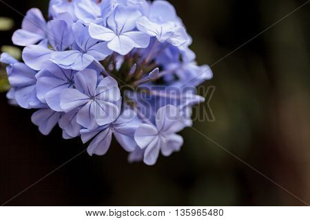 Blue flowers of Petrea volubilis, also called the sandpaper vine, which is an evergreen flowering vine native to Mexico and Central America.