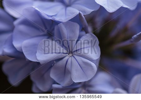 Blue flowers of Petrea volubilis, also called the sandpaper vine, which is an evergreen flowering vine native to Mexico and Central America.