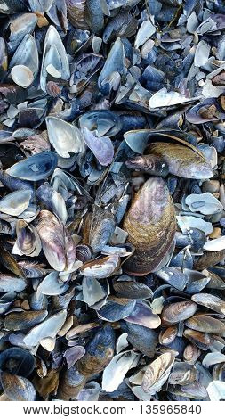 Mussels shells. Washed up broken Mussel shells.