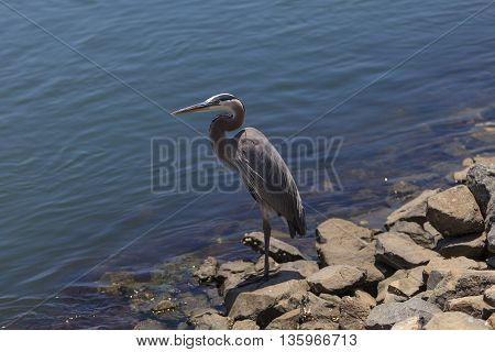 Great blue heron bird, Ardea herodias, in the wild, foraging in a lake in Huntington Beach, California, United States
