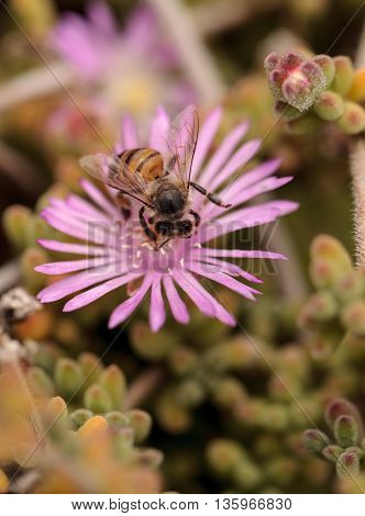 Honeybee Apis mellifera gathers nectar from an ice plant succulent flower along the ground in spring.