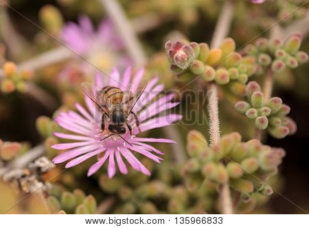 Honeybee Apis mellifera gathers nectar from an ice plant succulent flower along the ground in spring.