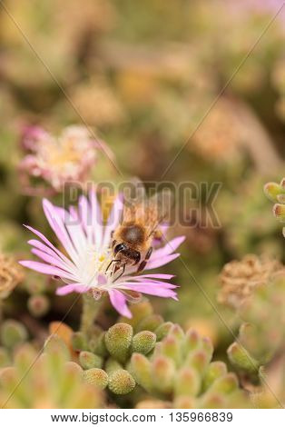 Honeybee Apis mellifera gathers nectar from an ice plant succulent flower along the ground in spring.
