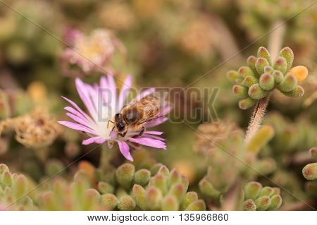 Honeybee Apis mellifera gathers nectar from an ice plant succulent flower along the ground in spring.