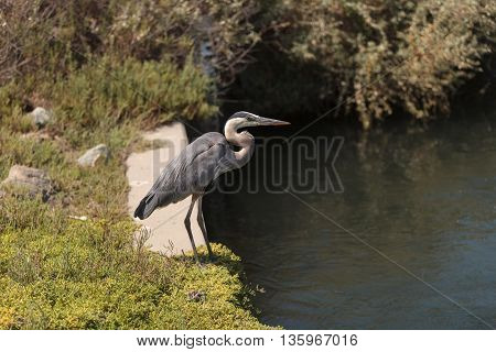 Great blue heron bird, Ardea herodias, in the wild, foraging in a lake in Huntington Beach, California, United States