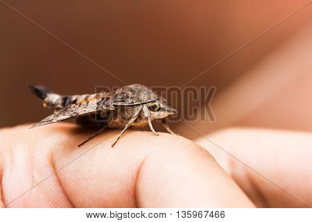 Amphion Floridensis Catch On Finger