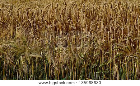 Ripened barley on early summer on the edge of the field. Shot from 