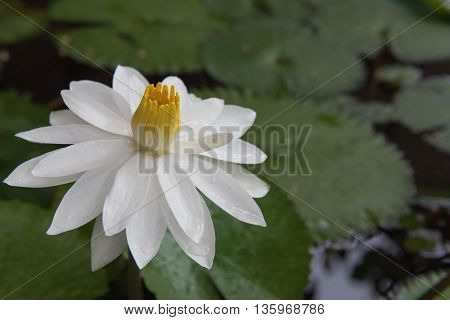 The beautiful white lotus in a pond. close-up  , background
