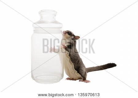 Sugarglider stand and holding glass bottle on white background.