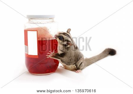 Sugarglider looking for red cherry in bottle on white background.