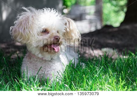 Picture of my dog zoe, a maltese poodle, in the lawn at the lake.