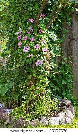 Clematis And Evy Are Growing In The Garden Around A Tree.