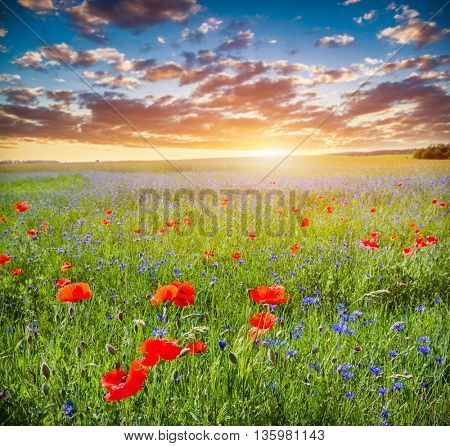 Poppy field, summer countryside landscape at sunset. Romantic sky.