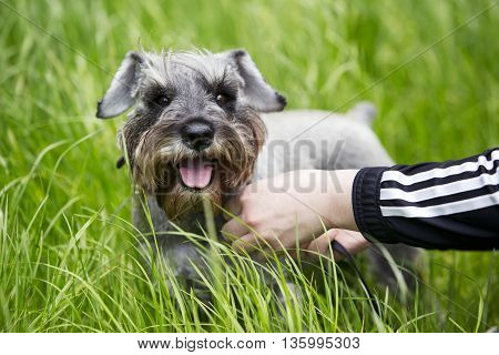 the dog breed miniature schnauzer on a green grass