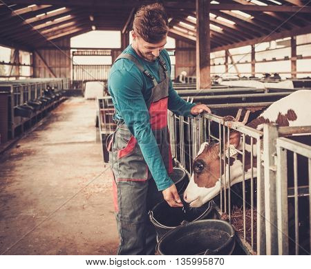 Young farmer feeding calf in the cowshed in dairy farm.