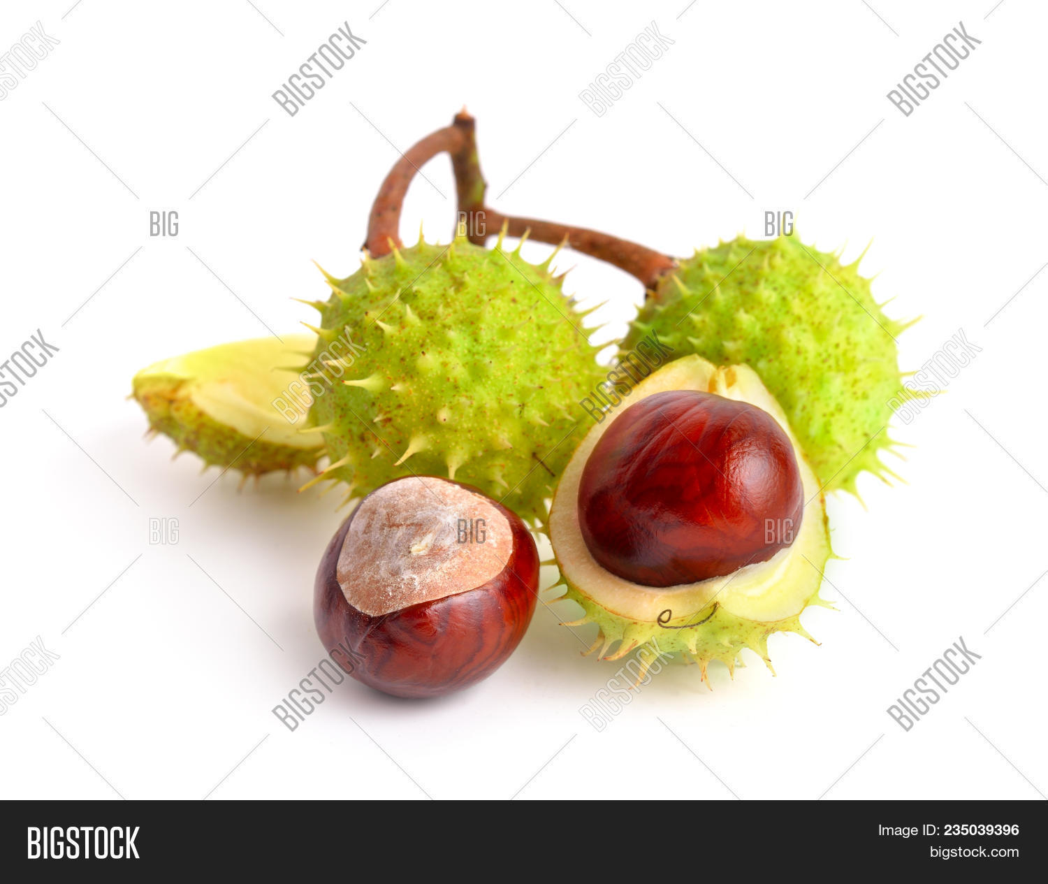 Каштан дерево фото. Каштан дерево плоды. Конский каштан рисунок. Chestnut extract. Chestnut extract.