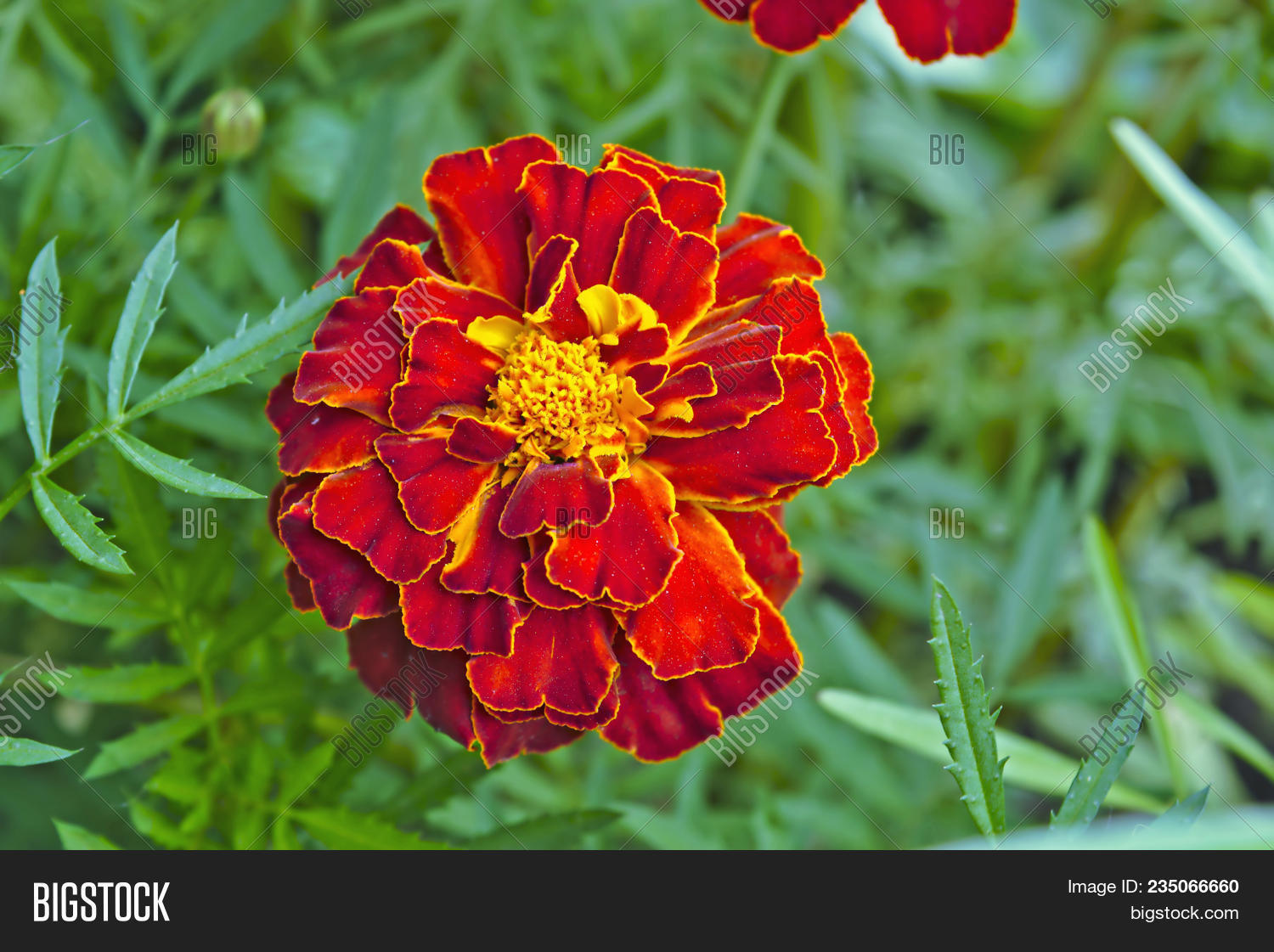 Tagetes Garden. Image & Photo (Free Trial) | Bigstock