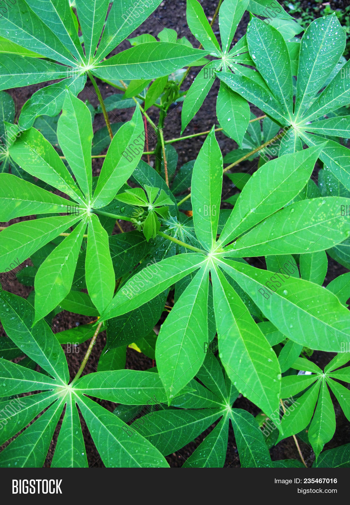 Cassava Tree Leaf Image & Photo (Free Trial) Bigstock