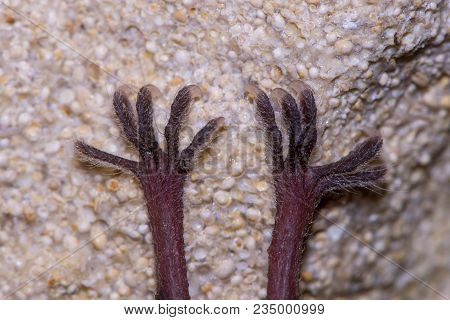 Lesser Horseshoe Bat (rhinolophus Hipposideros) Feet. Close-up Of Rare Bat Hanging From Rock In A Ca