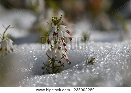 White Heather (erica Sp.) Flowering Through Snow. A Close-up Of White Flowers Of A Common Heather Pl