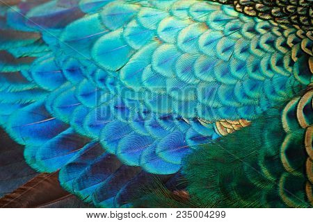 Feathers Detail Of Male Green Peafowl / Peacock (pavo Muticus) (shallow Dof)