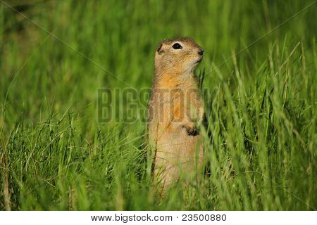 Gopher alertu