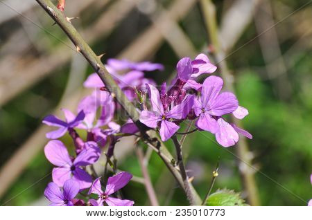 Malva Sylvestris Known As Common Mallow, Cheeses, High Mallow Or Tall Mallow