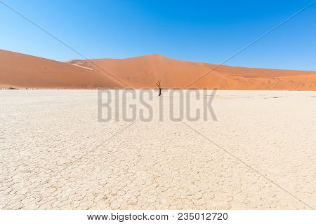 The Scenic Sossusvlei And Deadvlei, Clay And Salt Pan With Braided Acacia Trees Surrounded By Majest