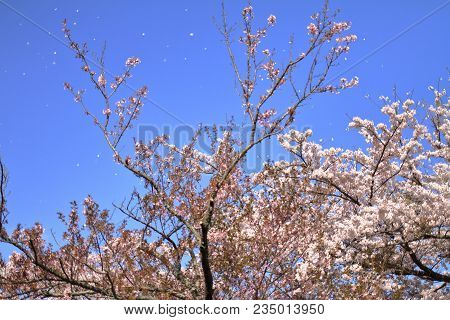 Blizzard Of Falling Cherry Blossoms In Sakura No Sato, Izu, Shizuoka, Japan
