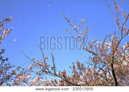 Blizzard Of Falling Cherry Blossoms In Sakura No Sato, Izu, Shizuoka, Japan