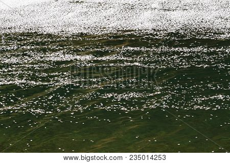 Cherry Blossom Petals On Naka River, Izu, Japan