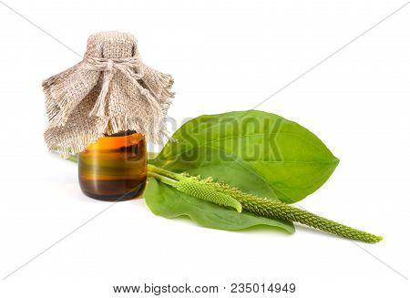 Greater Plantain, Plantago Major Or 