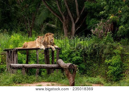Couple Of Lions Resting In A Zoo Open Sky With A Background Of Native Vegetation In Brazil
