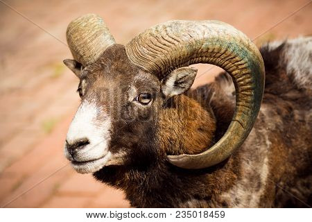 Animal Portrait Of Mouflon Or Wild Goat With Curvy Horns.