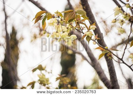 Blooming Sakura Trees
