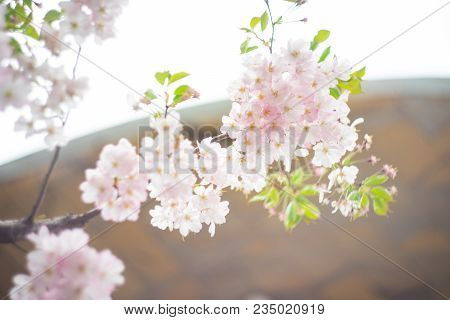Blooming Sakura Trees