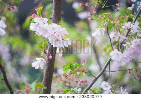 Blooming Sakura Trees